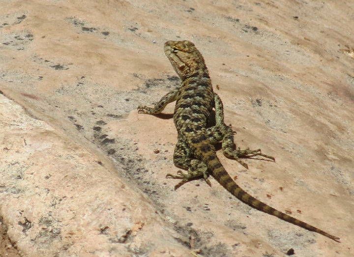 Spiny Lizard